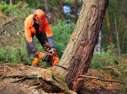 Best Tree Preservation Services  in Pardeeville, WI